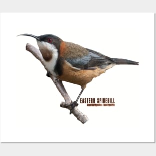 Eastern Spinebill Posters and Art